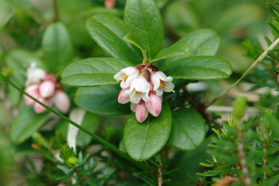 Vaccinium vitis-idaea